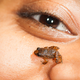 Manalar Night Frog (Nyctibatrachus manalari)